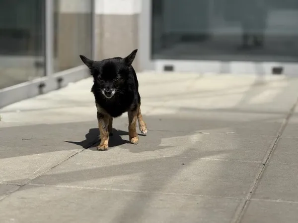 Pies do adopcji, Kraków, 10 czerwca 2025 (3/3)