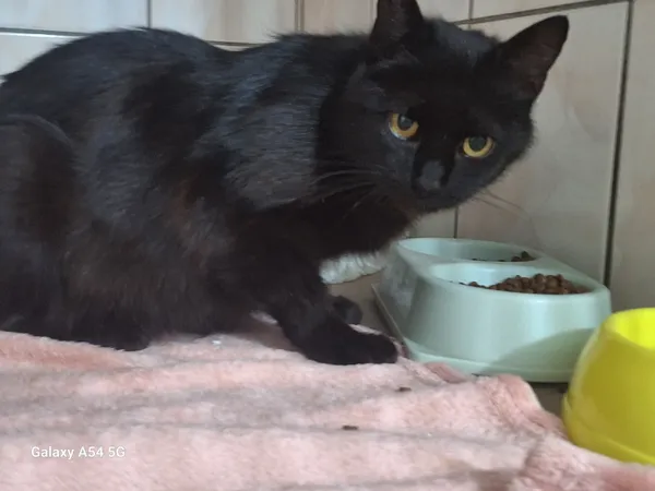 Kot do adopcji, Orzechowce, 24 czerwca 2025 (5/5)