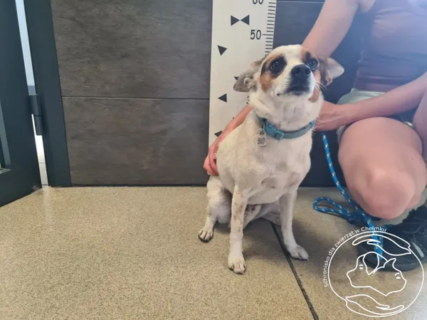 Znaleziono psa, Chełmek, 25 czerwca 2025