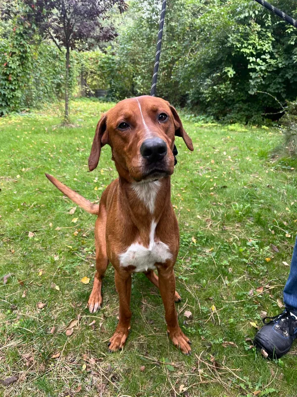 Pies do adopcji, Włocławek, 25 czerwca 2025