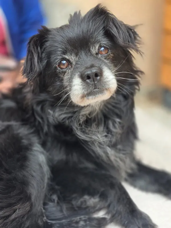 Pies do adopcji, Radom, 25 czerwca 2025 (2/5)