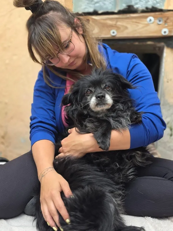 Pies do adopcji, Radom, 25 czerwca 2025 (3/5)