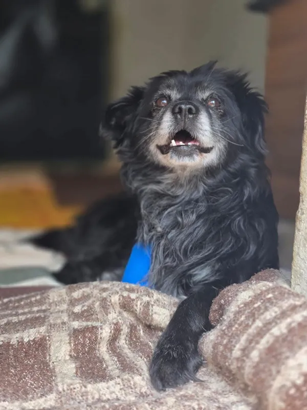 Pies do adopcji, Radom, 25 czerwca 2025 (5/5)