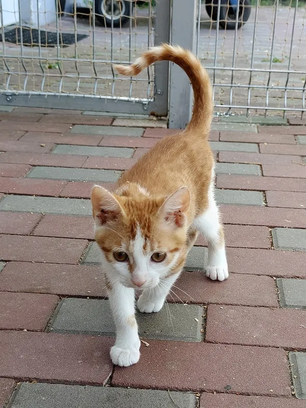 Kot do adopcji, Włocławek, 25 czerwca 2025 (1/4)