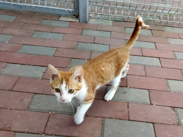 Kot do adopcji, Włocławek, 25 czerwca 2025 (3/4)