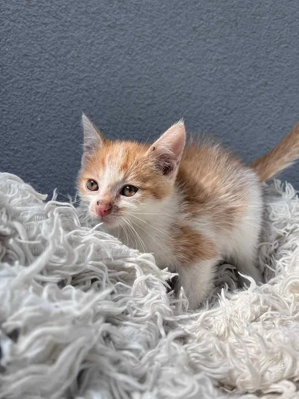 Kot do adopcji, Włocławek, 25 czerwca 2025 (1/5)