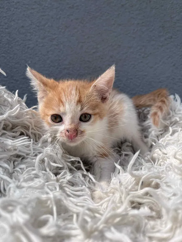 Kot do adopcji, Włocławek, 25 czerwca 2025 (2/5)