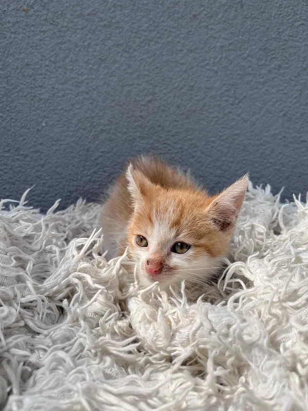 Kot do adopcji, Włocławek, 25 czerwca 2025 (3/5)