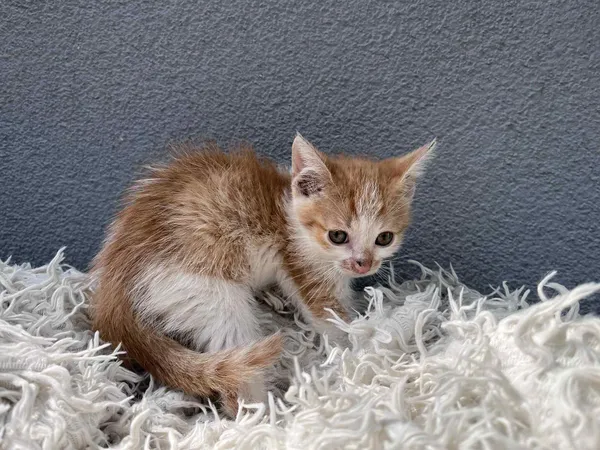 Kot do adopcji, Włocławek, 25 czerwca 2025 (4/5)