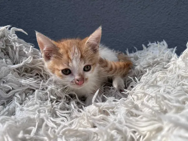 Kot do adopcji, Włocławek, 25 czerwca 2025 (5/5)