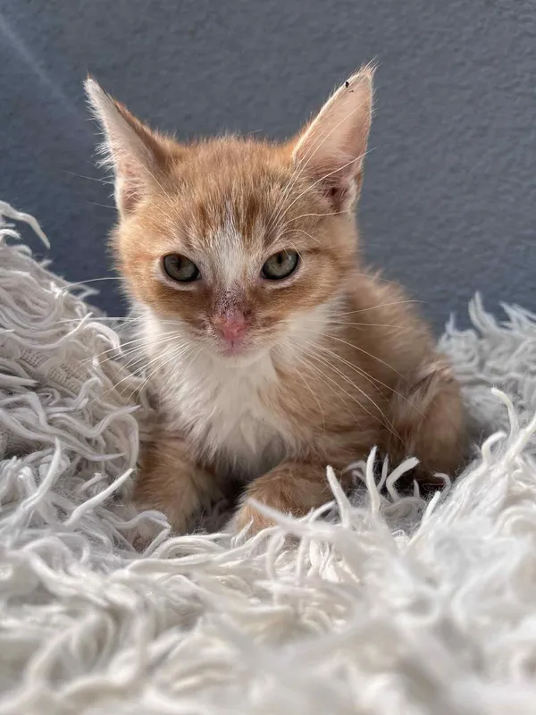 Kot do adopcji, Włocławek, 25 czerwca 2025 (1/5)