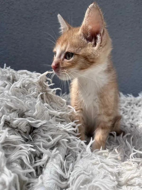 Kot do adopcji, Włocławek, 25 czerwca 2025 (2/5)