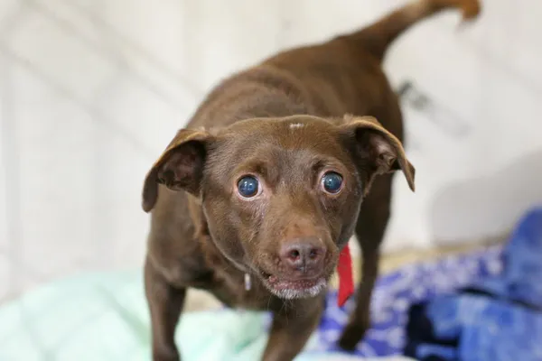 Znaleziono psa, Wałbrzych, 24 czerwca 2025 (2/2)