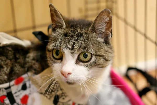 Znaleziono kota, Wałbrzych, 19 czerwca 2025