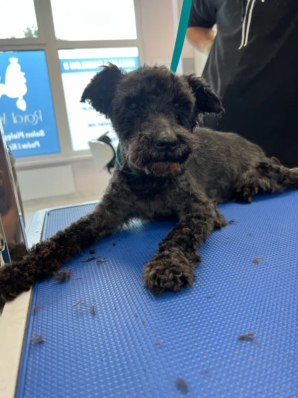 Znaleziono psa, Sosnowiec, 23 czerwca 2025 (1/4)