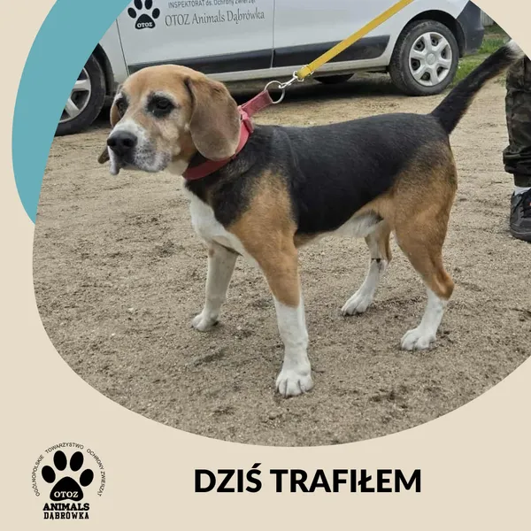 Znaleziono psa, Dąbrówka, 24 czerwca 2025