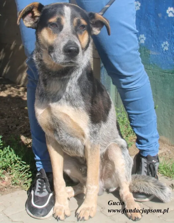 Pies do adopcji, Nowy Dwór Mazowiecki, 26 czerwca 2025 (1/5)