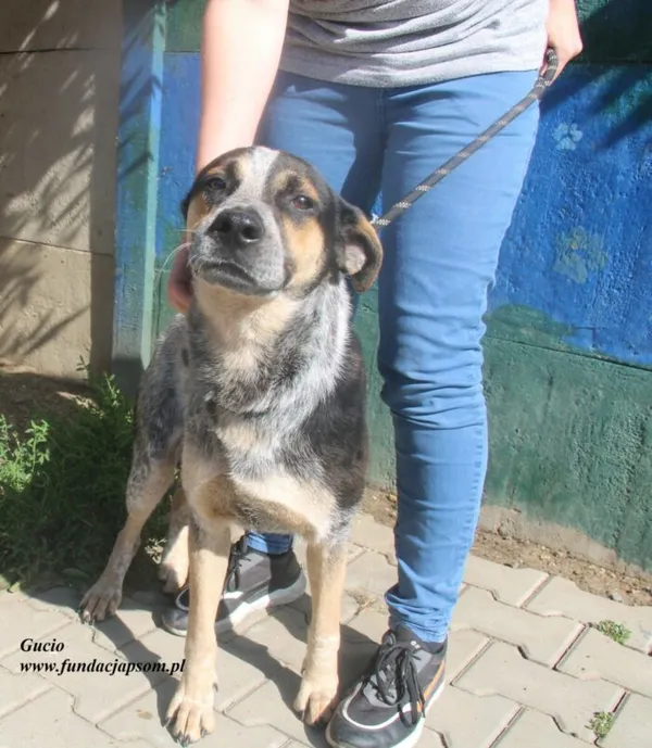 Pies do adopcji, Nowy Dwór Mazowiecki, 26 czerwca 2025 (2/5)