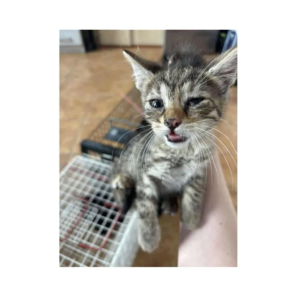 Znaleziono kota, Białystok, 25 czerwca 2025