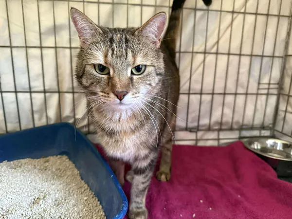 Znaleziono kota, Sosnowiec, 25 czerwca 2025