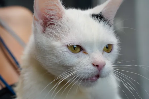 Znaleziono kota, Sosnowiec, 25 czerwca 2025 (1/2)