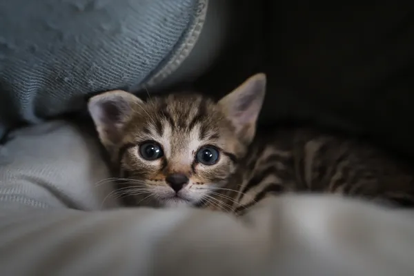 Znaleziono kota, Sosnowiec, 23 czerwca 2025 (5/5)