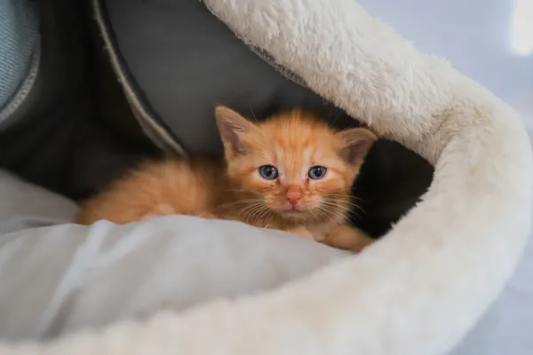 Znaleziono kota, Sosnowiec, 23 czerwca 2025 (1/4)