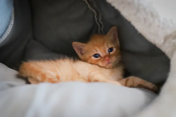 Znaleziono kota, Sosnowiec, 23 czerwca 2025 (3/4)