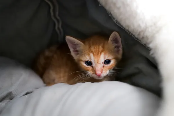 Znaleziono kota, Sosnowiec, 23 czerwca 2025 (2/5)