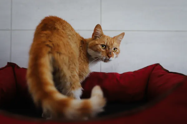 Znaleziono kota, Sosnowiec, 21 czerwca 2025 (1/5)