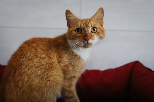 Znaleziono kota, Sosnowiec, 21 czerwca 2025 (2/5)