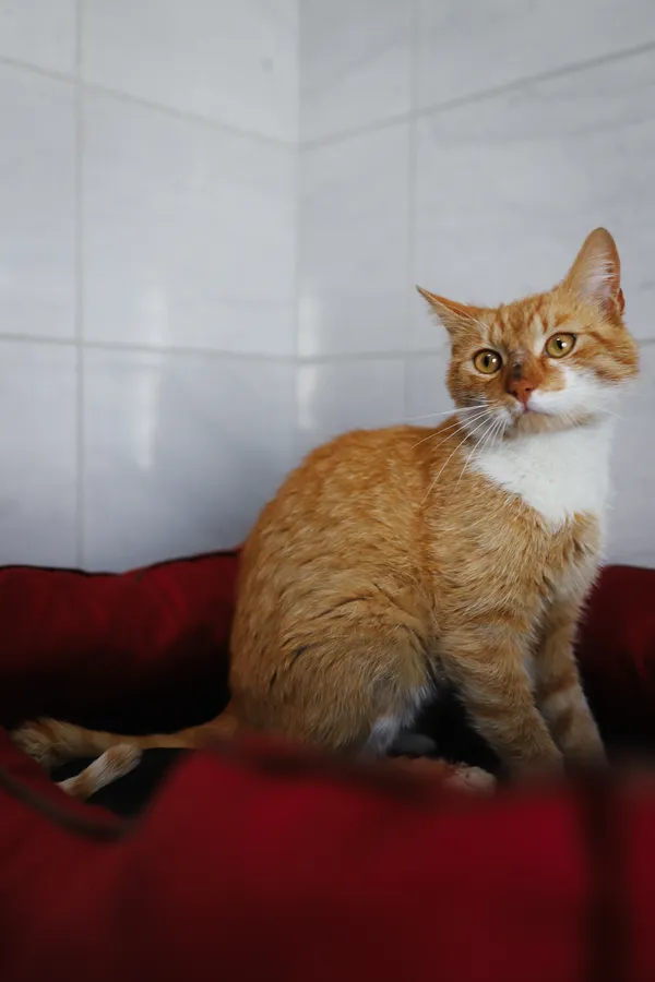 Znaleziono kota, Sosnowiec, 21 czerwca 2025 (3/5)