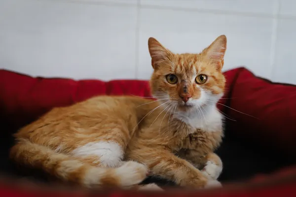 Znaleziono kota, Sosnowiec, 21 czerwca 2025 (4/5)