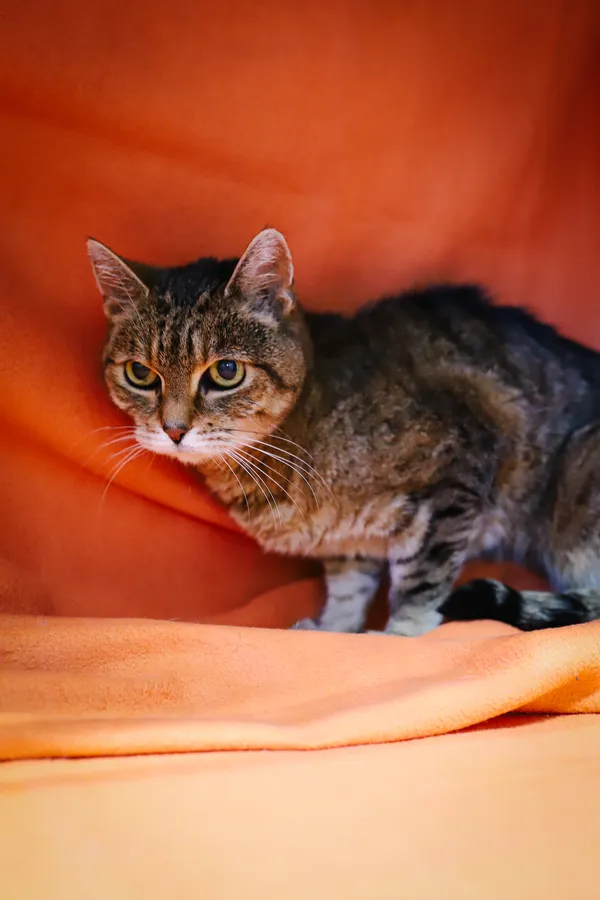 Znaleziono kota, Sosnowiec, 21 czerwca 2025 (1/5)