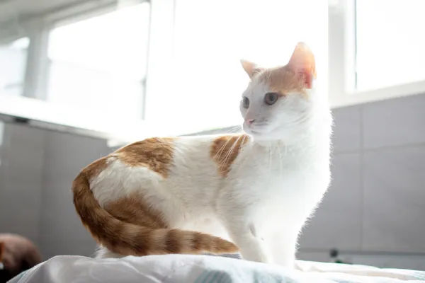 Znaleziono kota, Sosnowiec, 21 czerwca 2025 (1/5)