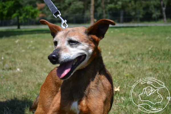 Pies do adopcji, Chełmek, 4 czerwca 2025