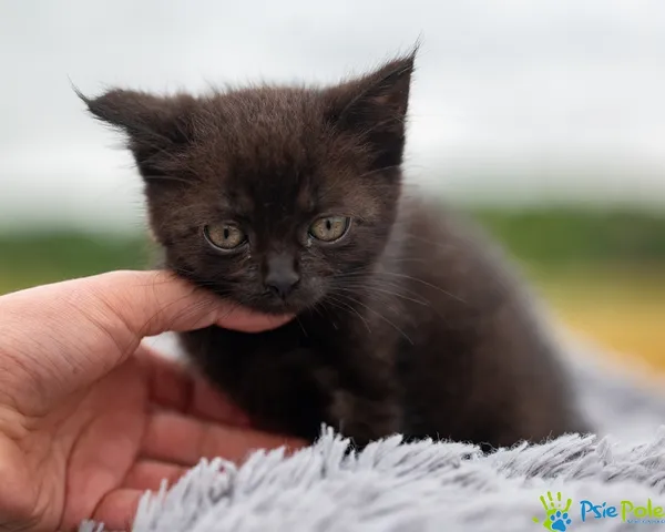 Kot do adopcji, Racławice, 24 czerwca 2025 (2/5)