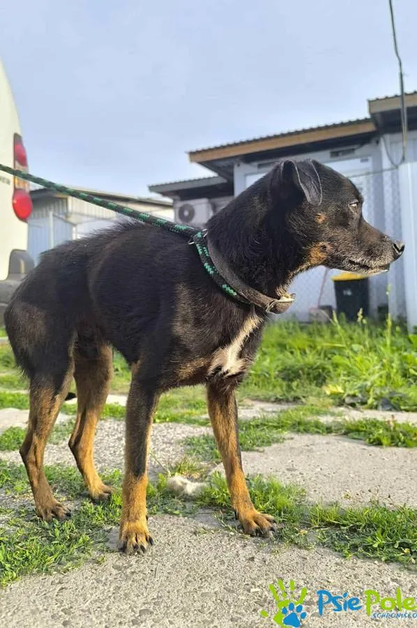 Znaleziono psa, Racławice, 23 czerwca 2025 (3/5)