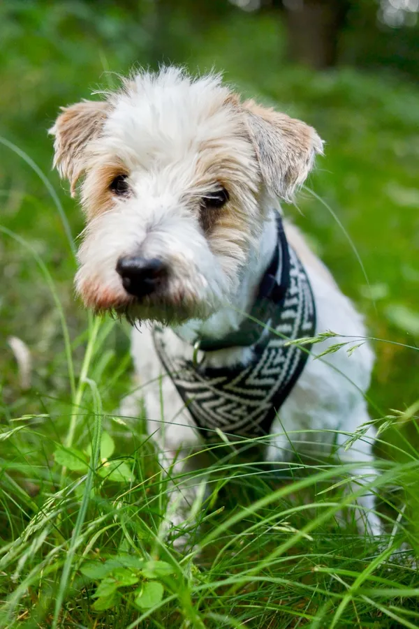 Pies do adopcji, Sosnowiec, 24 czerwca 2025 (3/5)