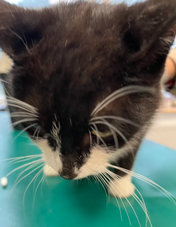 Znaleziono kota, Dobra, 25 czerwca 2025