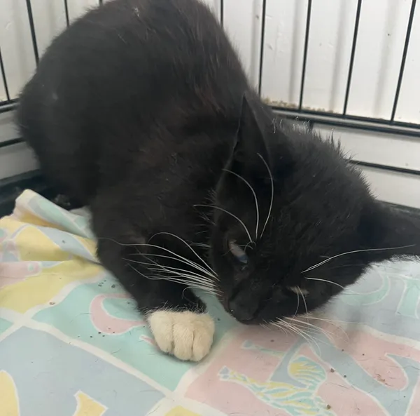 Znaleziono kota, Dobra, 25 czerwca 2025