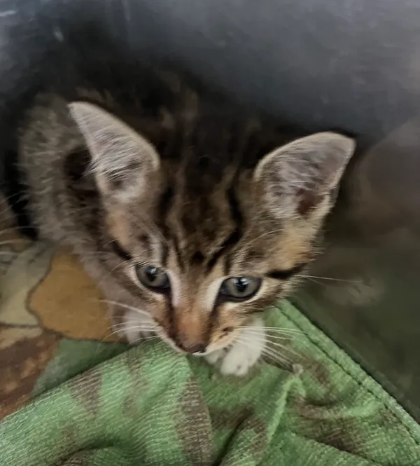 Znaleziono kota, Dobra, 24 czerwca 2025