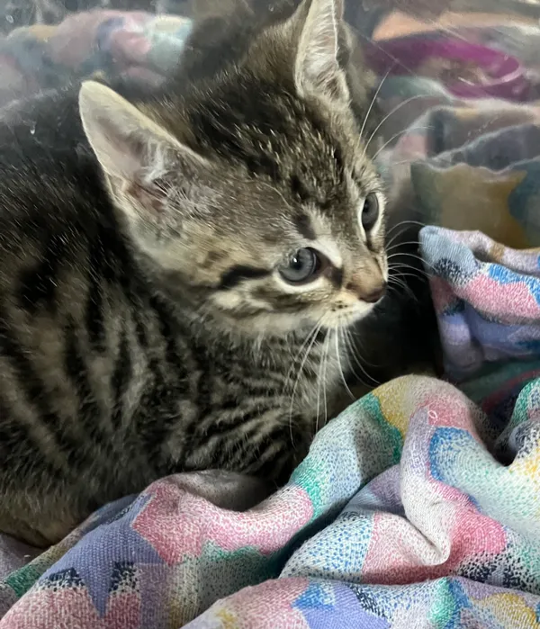 Znaleziono kota, Dobra, 24 czerwca 2025