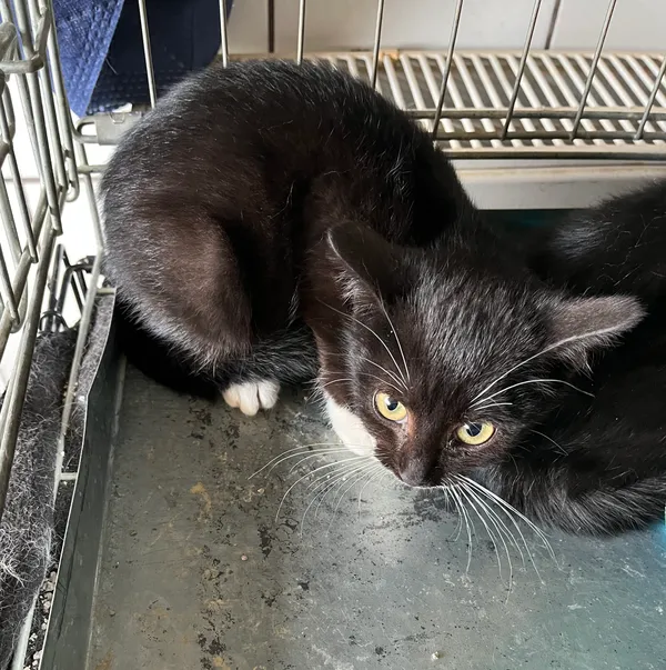 Znaleziono kota, Dobra, 23 czerwca 2025