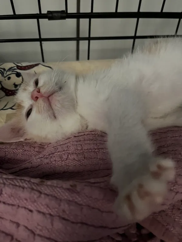 Znaleziono kota, Dobra, 23 czerwca 2025