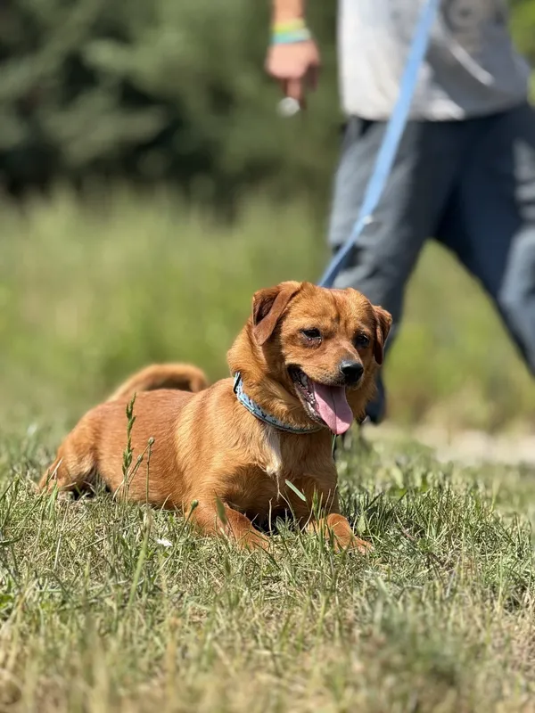 Pies do adopcji, Pieczyska, 26 czerwca 2025 (3/5)