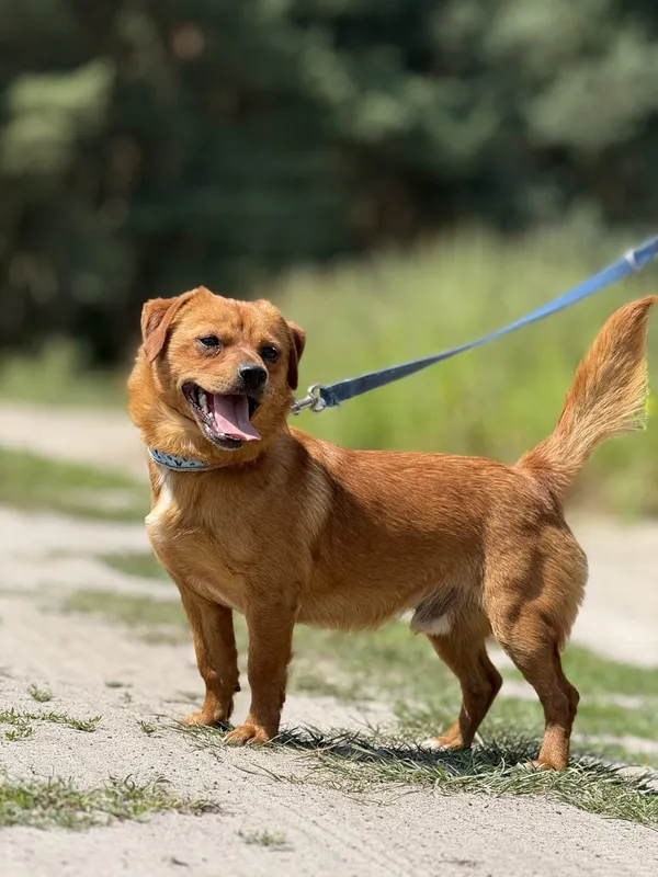 Pies do adopcji, Pieczyska, 26 czerwca 2025 (4/5)