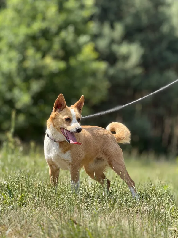 Pies do adopcji, Pieczyska, 26 czerwca 2025 (4/5)