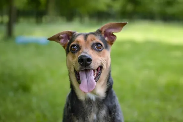 Pies do adopcji, Radom, 26 czerwca 2025 (1/5)