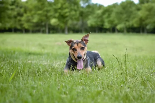 Pies do adopcji, Radom, 26 czerwca 2025 (3/5)